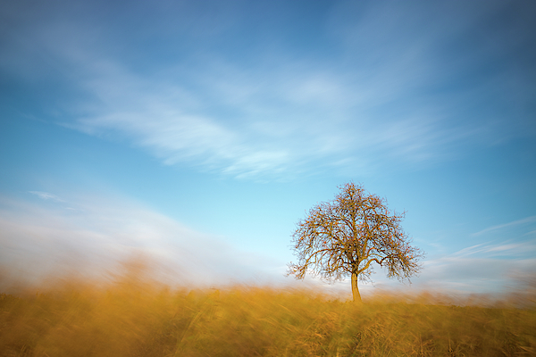 Standing in the sea of gold by Davorin Mance Standing in the sea of gold by Davorin Mance